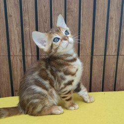 Bengal TB Barney