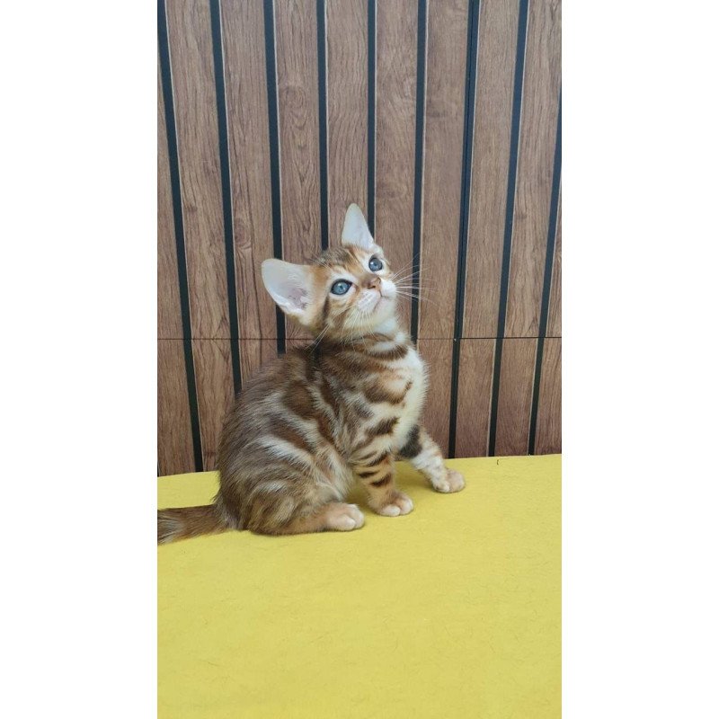 Bengal TB Barney