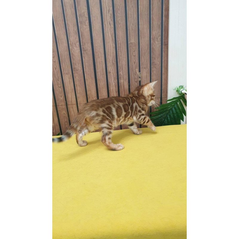 Bengal TB Barney