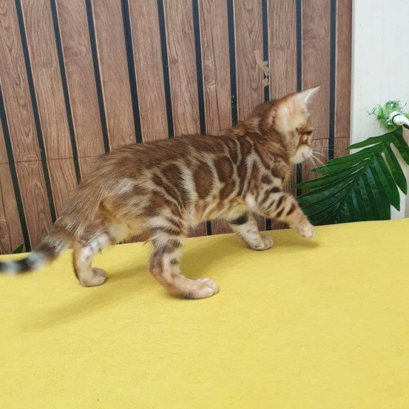 Bengal TB Barney