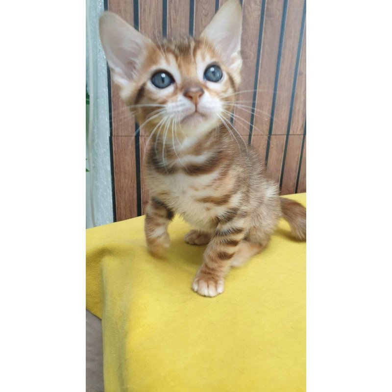 Bengal TB Barney
