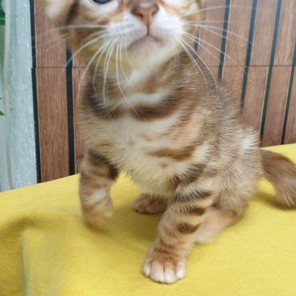 Bengal TB Barney