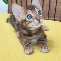 Bengal TB Bokko