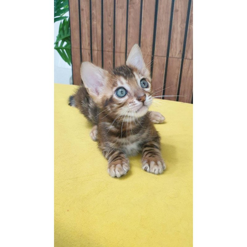 Bengal TB Bokko