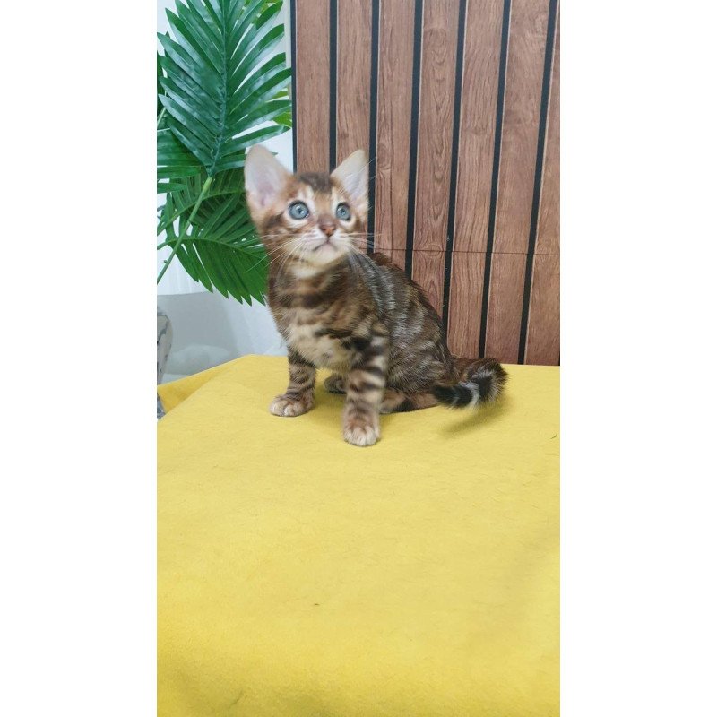 Bengal TB Bokko