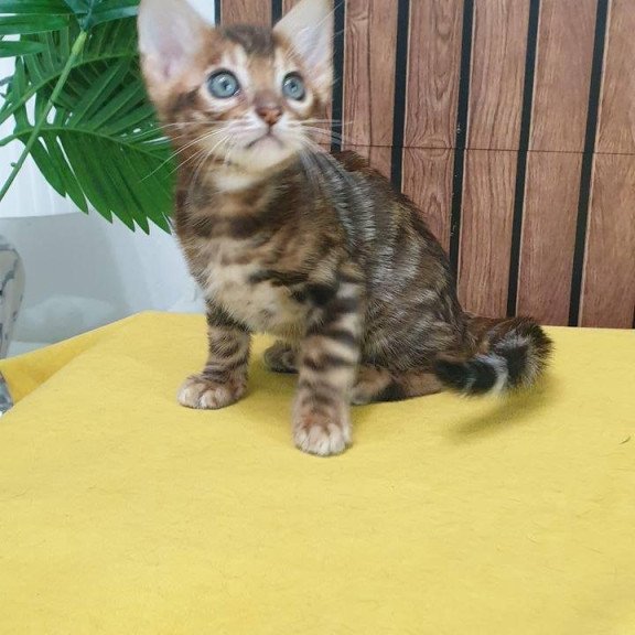 Bengal TB Bokko