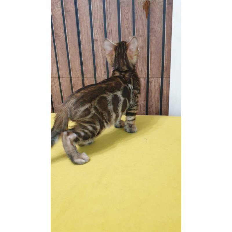 Bengal TB Bokko
