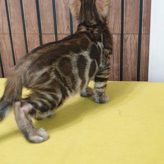 Bengal TB Bokko