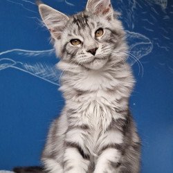 Maine Coon MMB Bagira