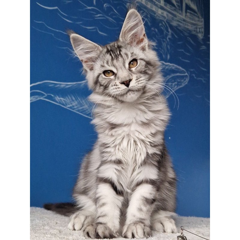 Maine Coon MMB Bagira