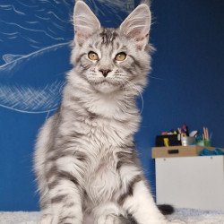 Maine Coon MMB Bagira