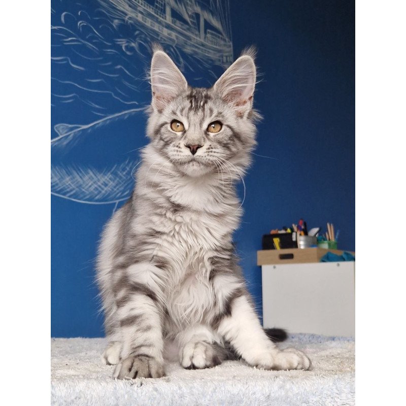 Maine Coon MMB Bagira