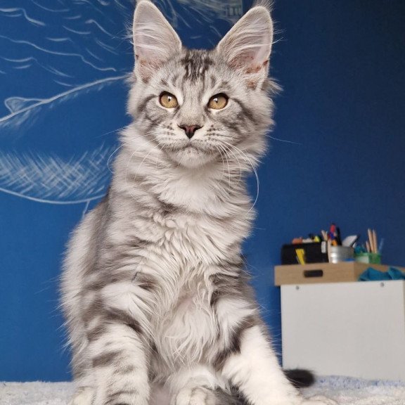 Maine Coon MMB Bagira