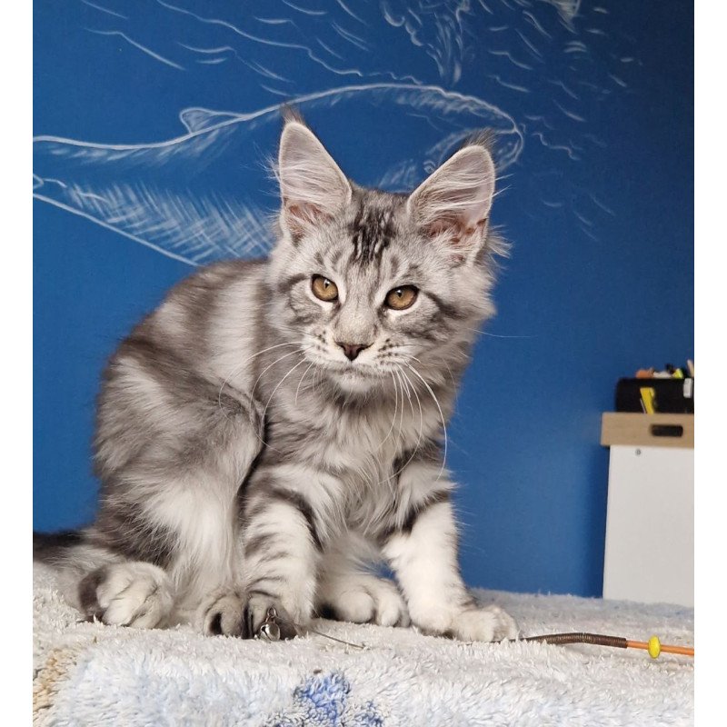 Maine Coon MMB Bagira