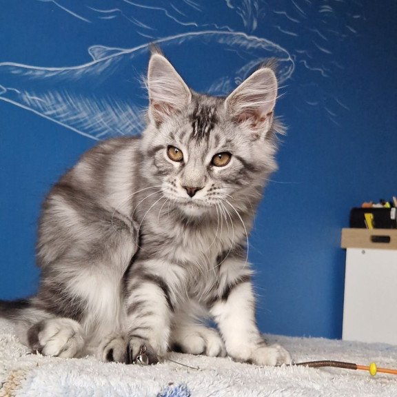 Maine Coon MMB Bagira