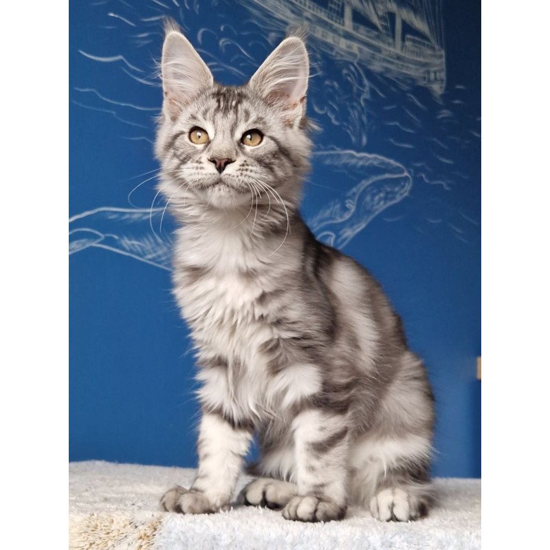 Maine Coon MMB Bagira