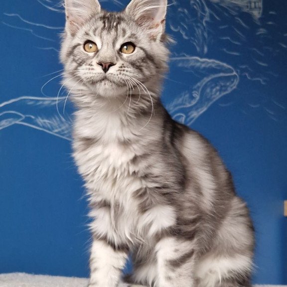 Maine Coon MMB Bagira