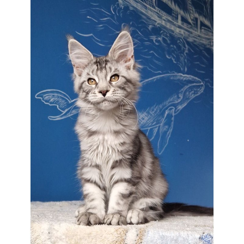 Maine Coon MMB Bagira