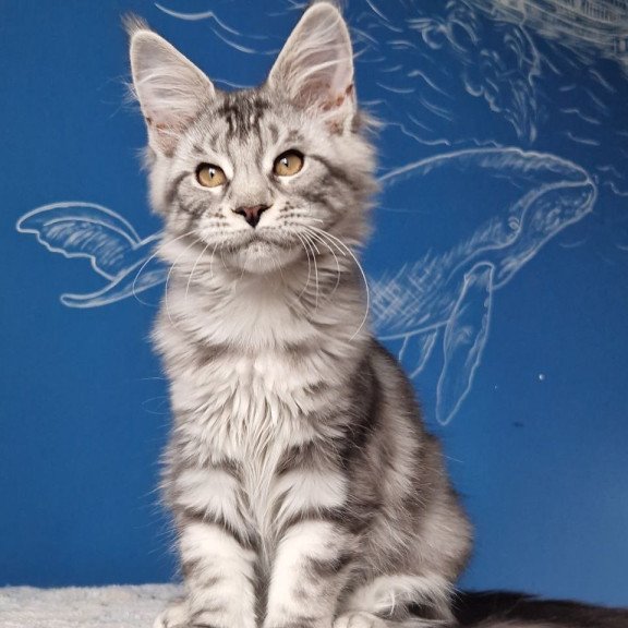 Maine Coon MMB Bagira