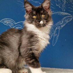 Maine Coon MMB Archi
