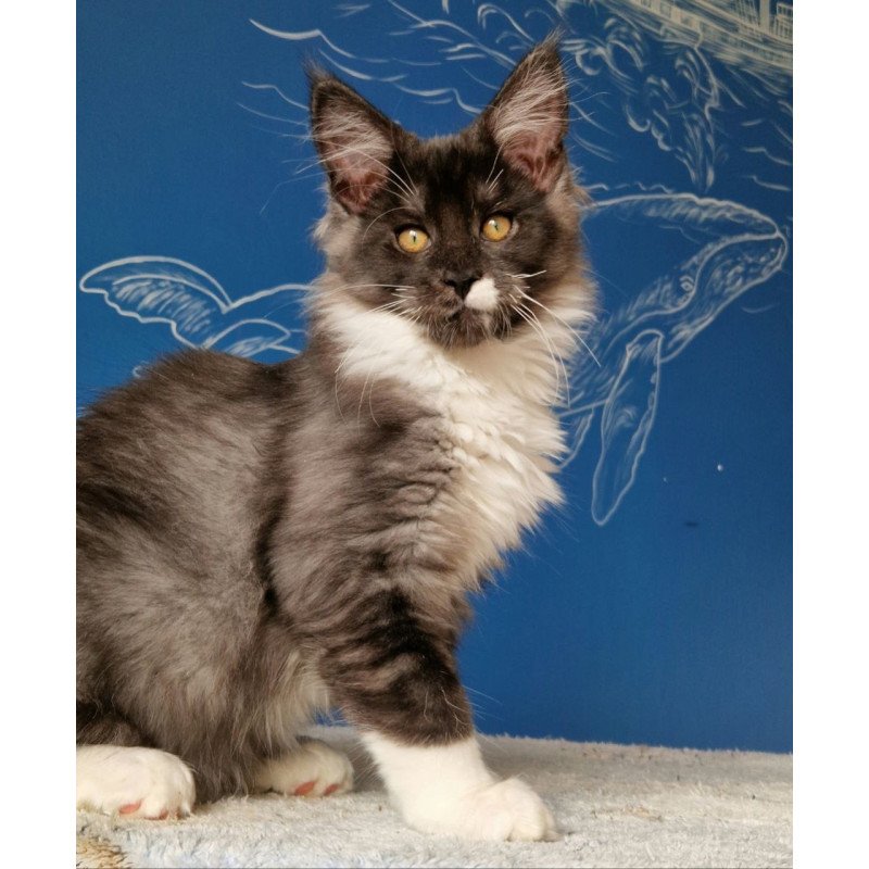 Maine Coon MMB Archi