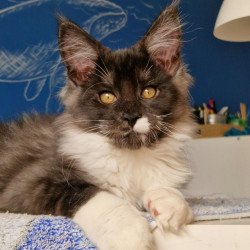 Maine Coon MMB Archi
