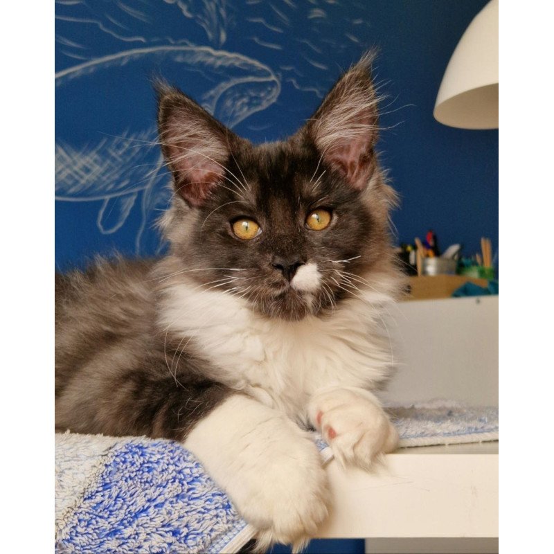 Maine Coon MMB Archi