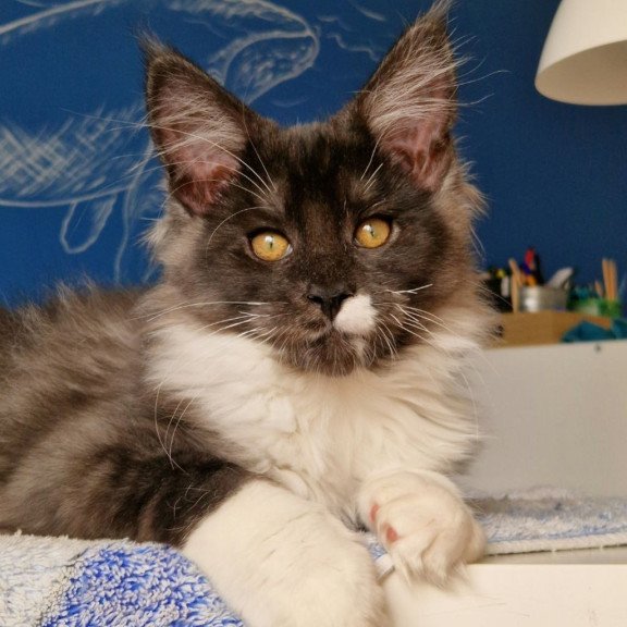 Maine Coon MMB Archi
