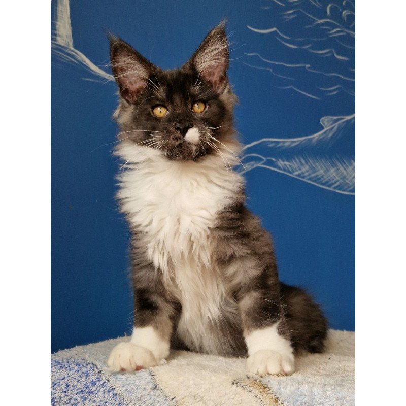 Maine Coon MMB Archi