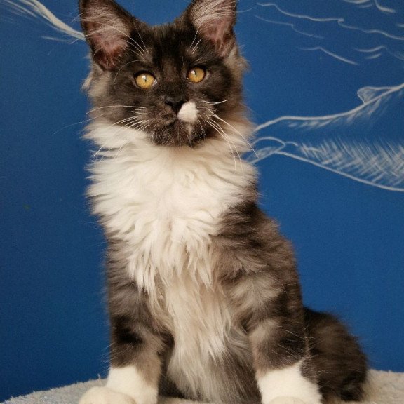 Maine Coon MMB Archi