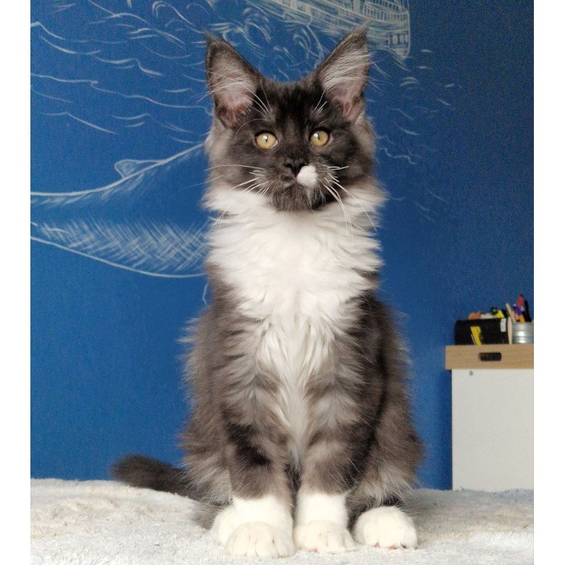 Maine Coon MMB Archi