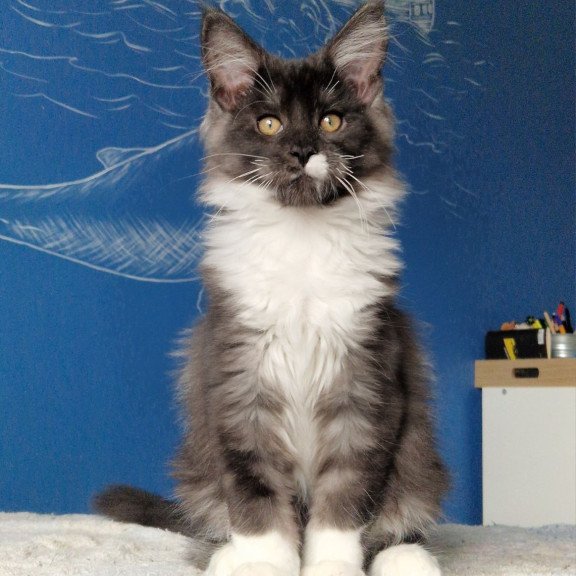 Maine Coon MMB Archi