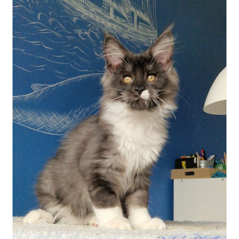 Maine Coon MMB Archi