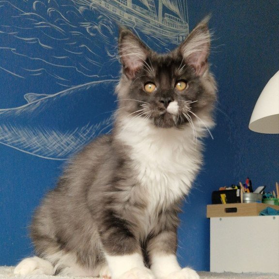 Maine Coon MMB Archi