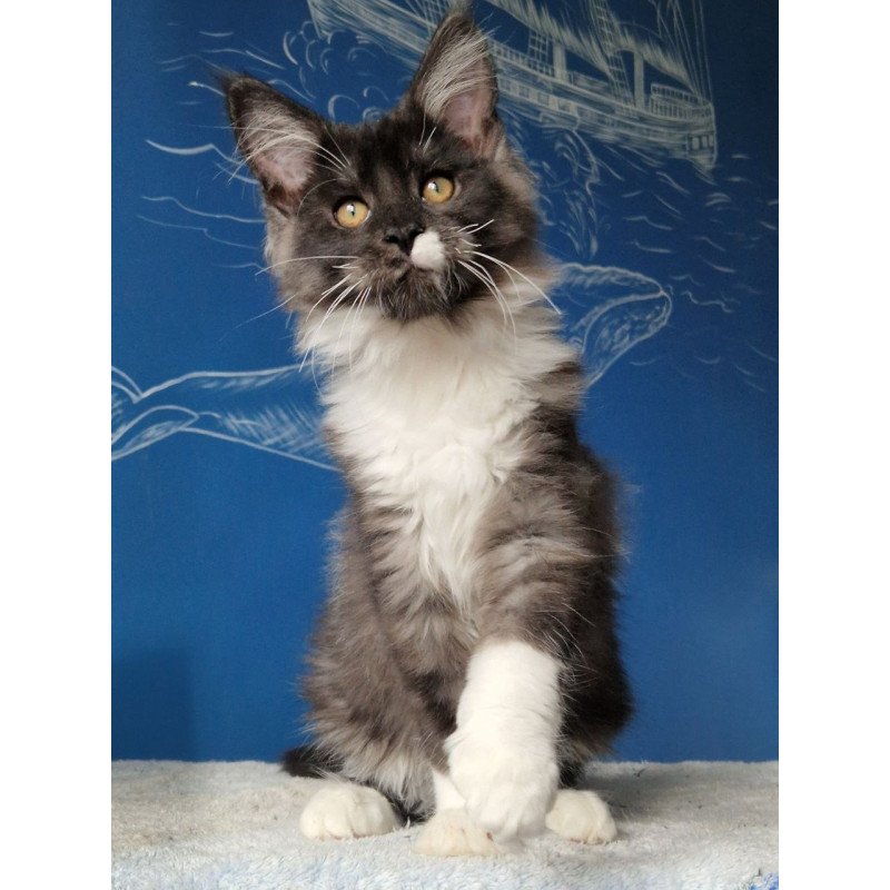 Maine Coon MMB Archi