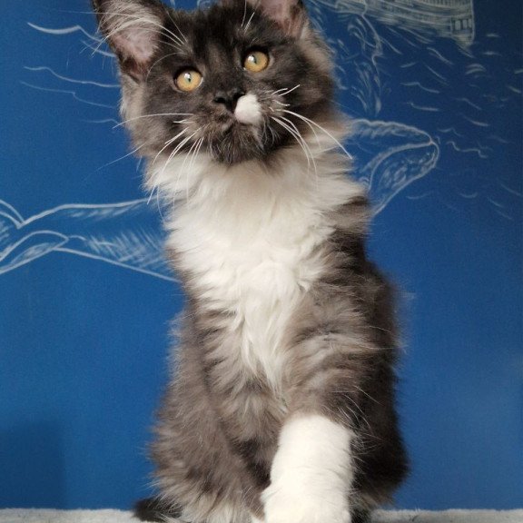Maine Coon MMB Archi