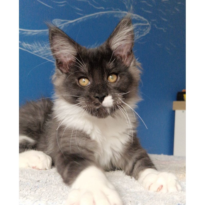 Maine Coon MMB Archi