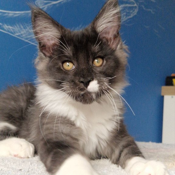 Maine Coon MMB Archi