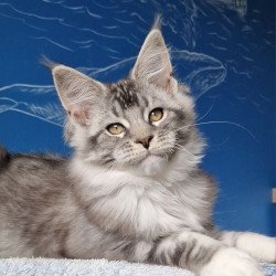 Maine Coon MMB Amur