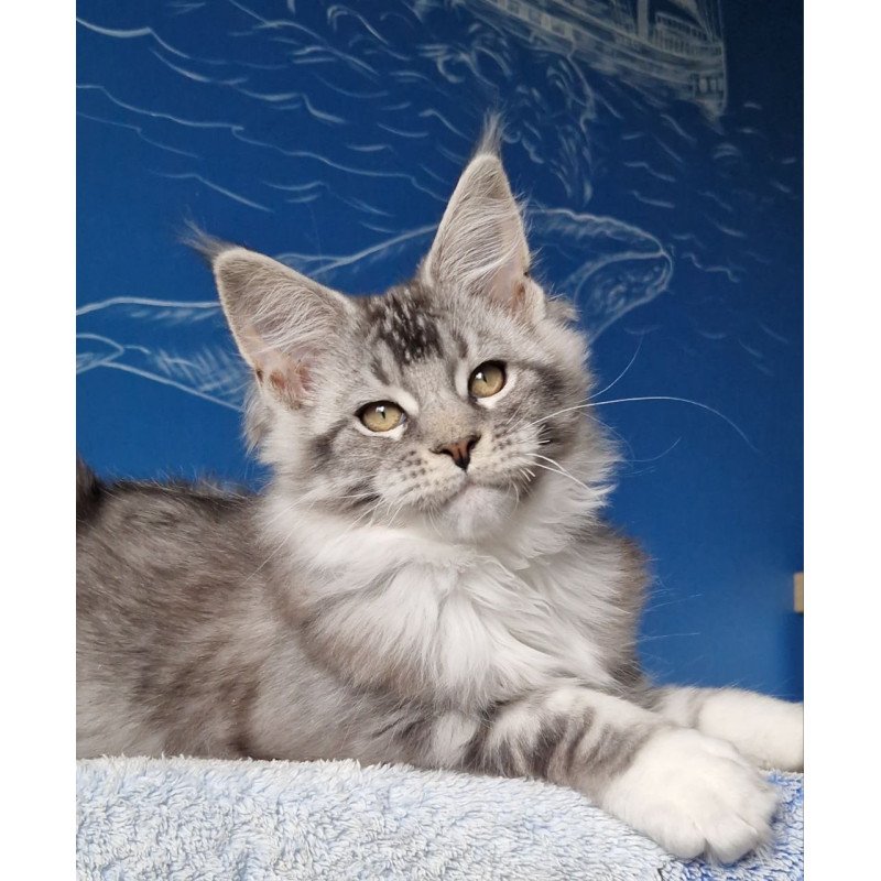 Maine Coon MMB Amur