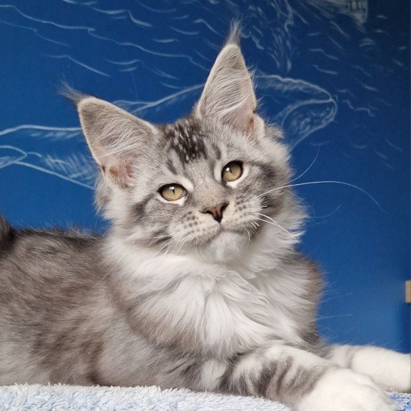 Maine Coon MMB Amur