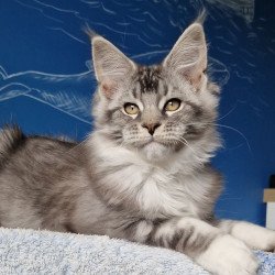 Maine Coon MMB Amur