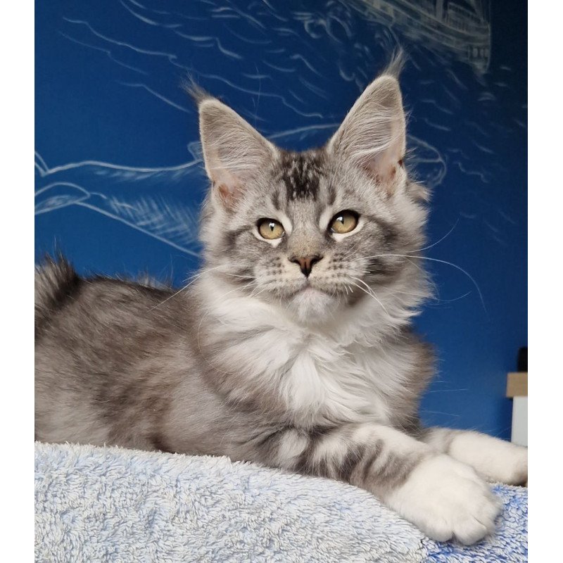 Maine Coon MMB Amur