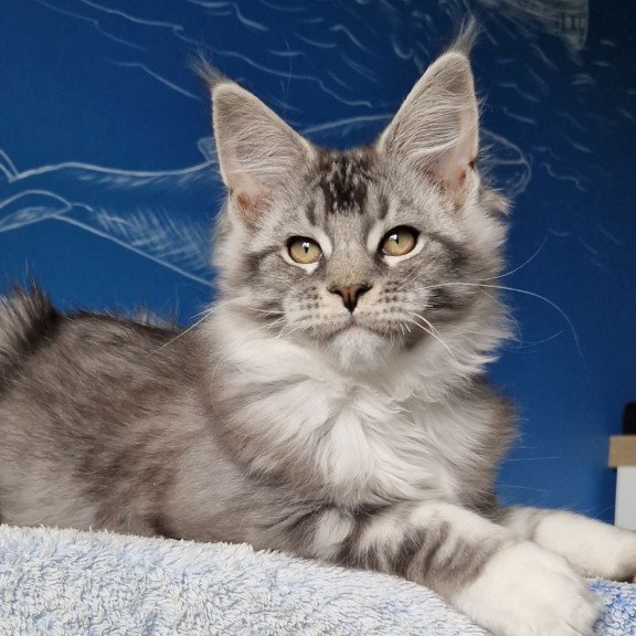 Maine Coon MMB Amur