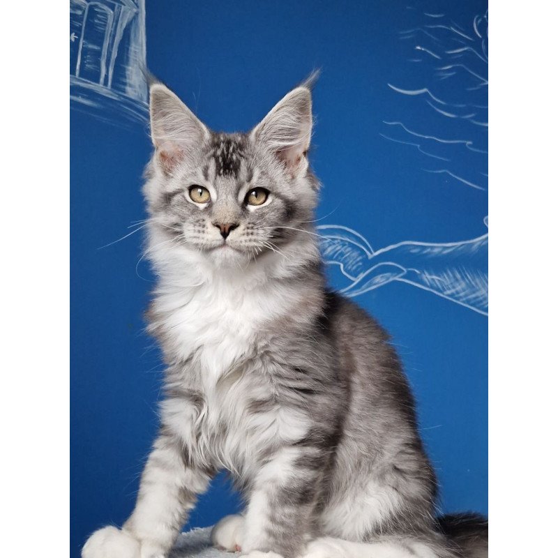 Maine Coon MMB Amur
