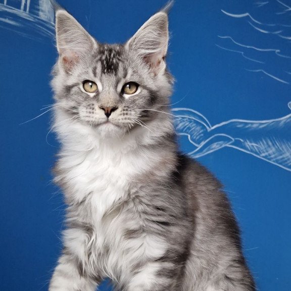 Maine Coon MMB Amur
