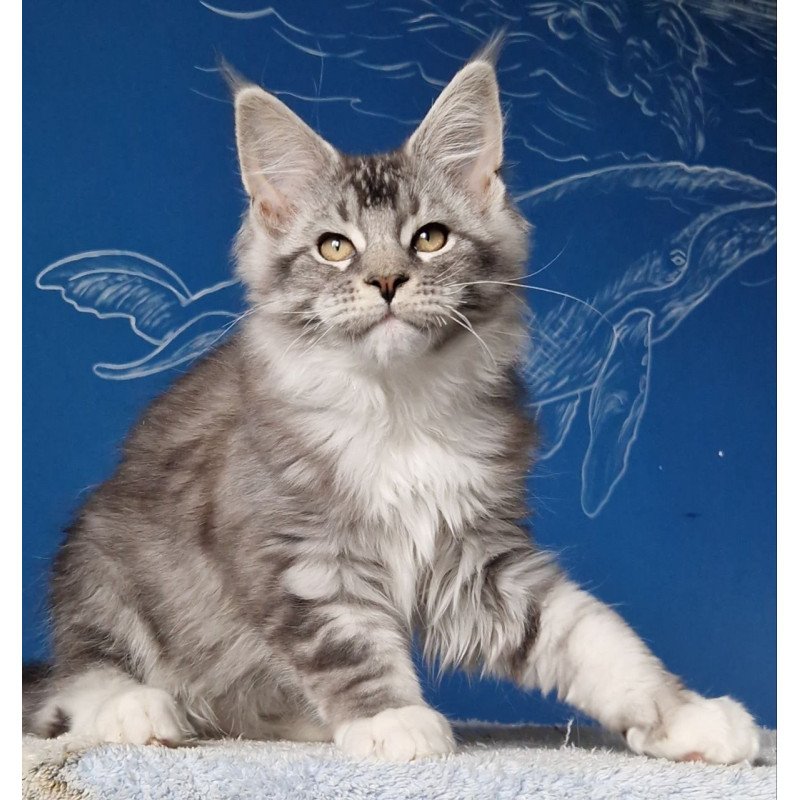 Maine Coon MMB Amur