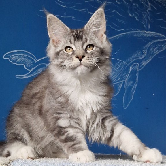 Maine Coon MMB Amur