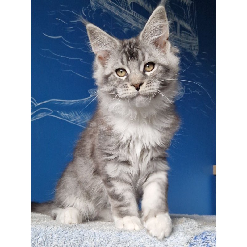 Maine Coon MMB Amur
