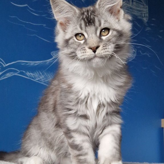 Maine Coon MMB Amur